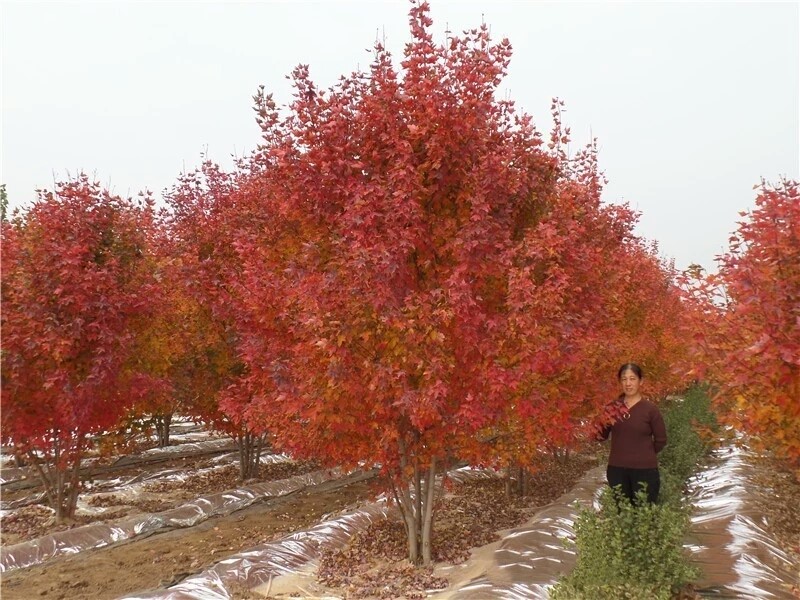 彩色苗木之王—美國紅楓，還能紅多久？