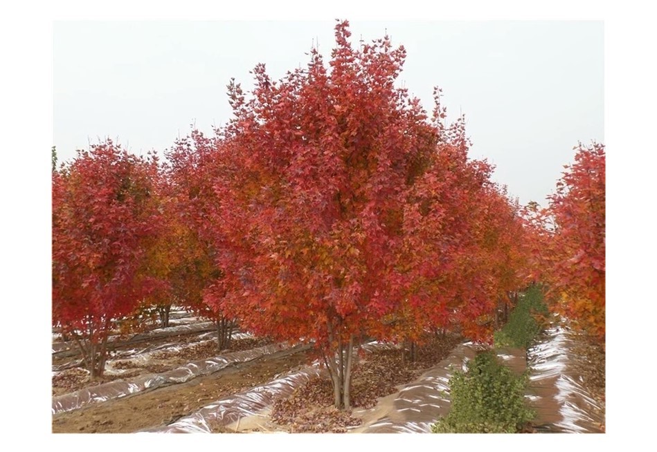 彩色苗木之王—美國紅楓，還能紅多久？