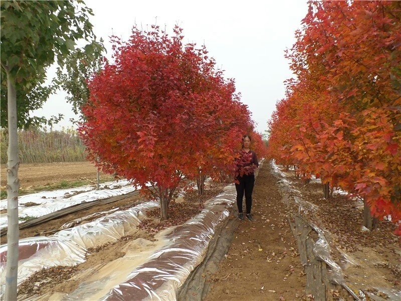 彩色苗木之王—美國紅楓，還能紅多久？
