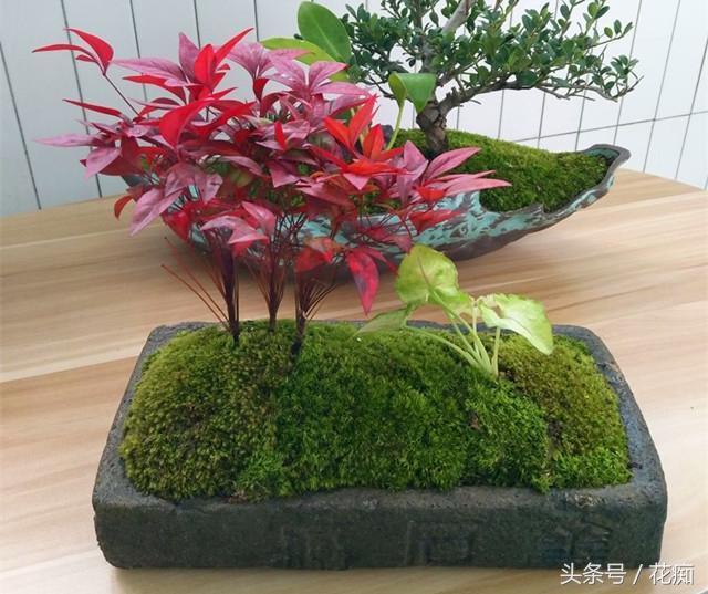 火焰南天竹入市以來(lái)熱度不減，未來(lái)幾年市場(chǎng)好！