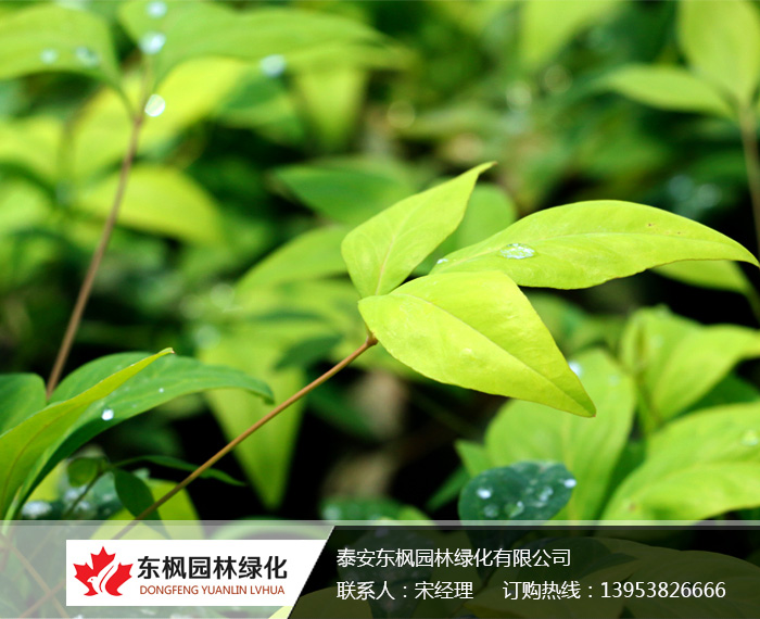 火焰南天竹栽種、澆水、施肥等及擺放環(huán)境