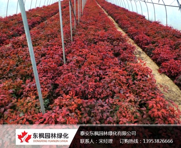 火焰南天竹栽種、澆水、施肥等及擺放環(huán)境