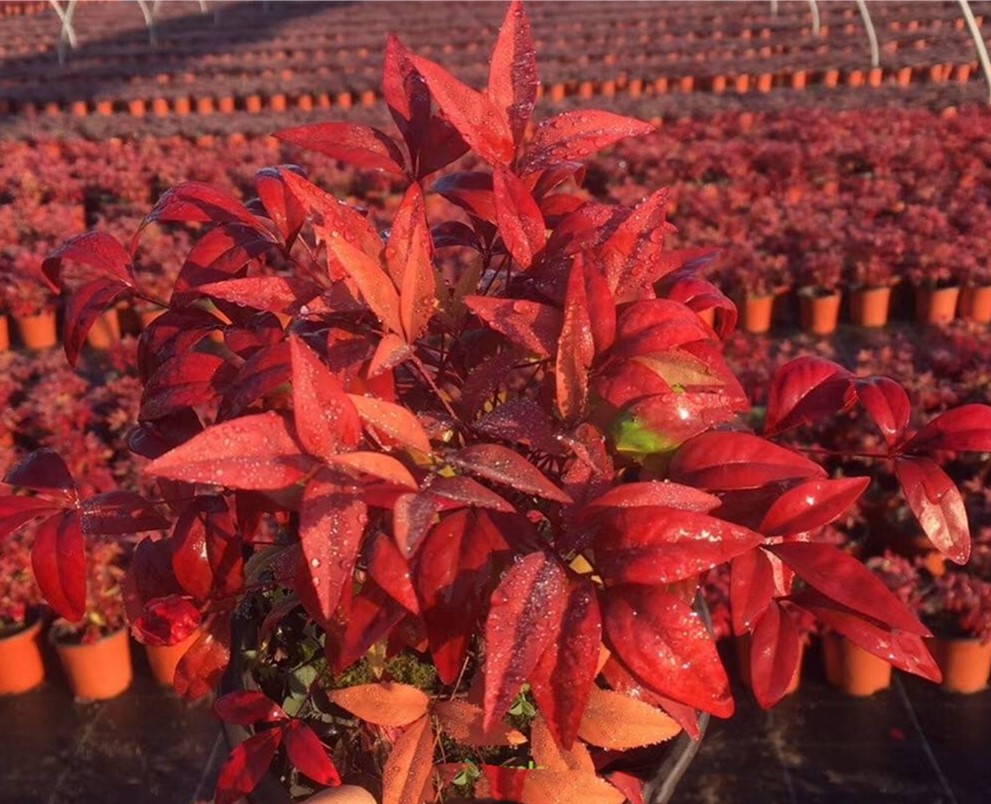 顛覆你想象的造園植物:火焰南天竹