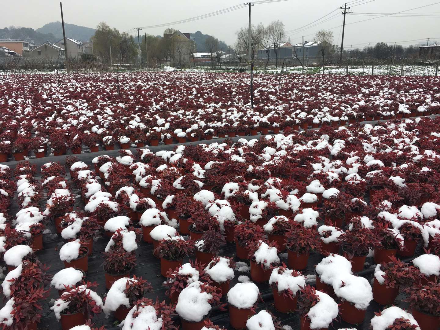顛覆你想象的造園植物:火焰南天竹