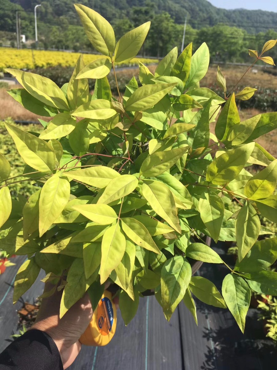 顛覆你想象的造園植物:火焰南天竹