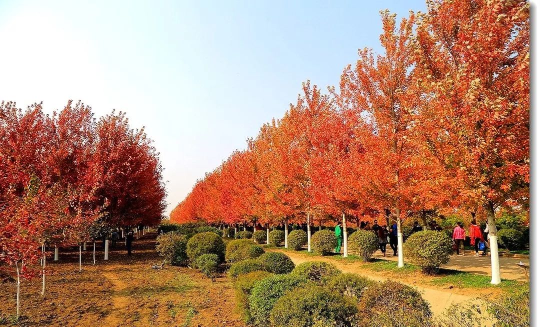 它，秋之嬌子——美國紅點紅楓