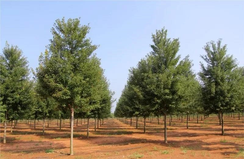 它，秋之嬌子——美國紅點紅楓