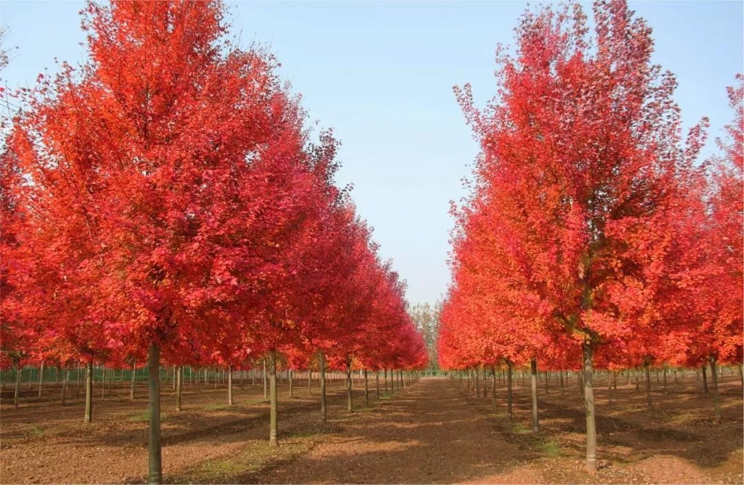 它，秋之嬌子——美國紅點紅楓