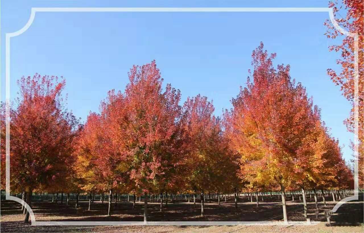 它，秋之嬌子——美國紅點紅楓