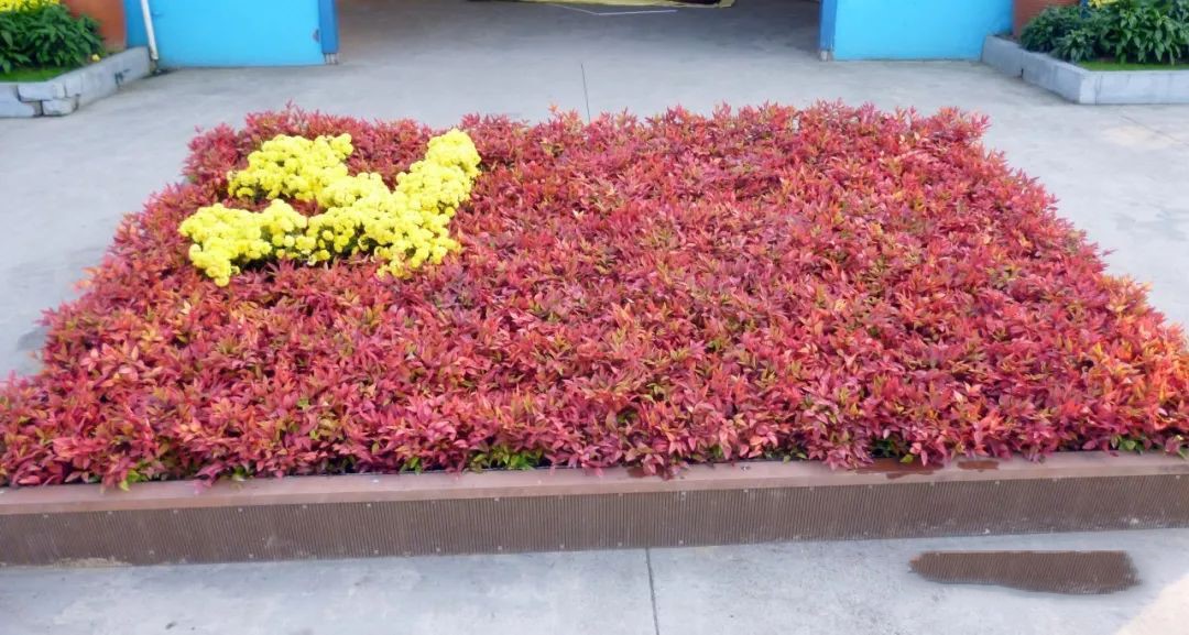 凌霜傲雪，夏透碧翠；近凝眸，紅光瀲艷，精神抖擻------火焰南天竹