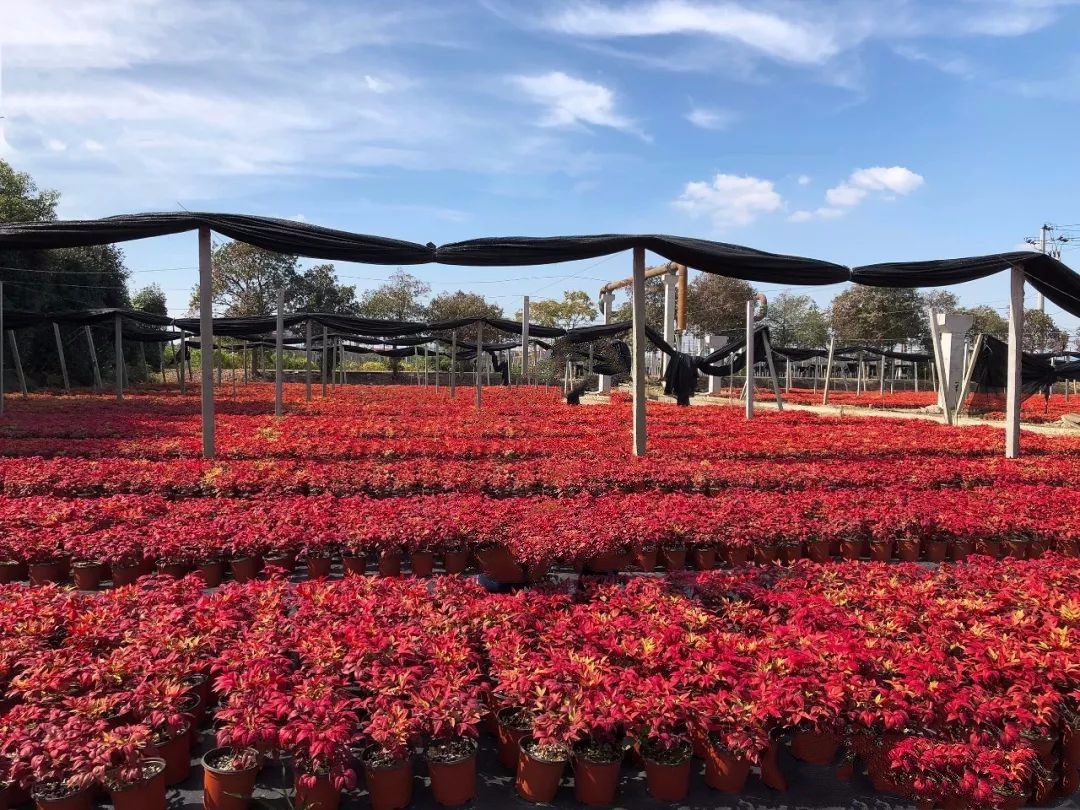 凌霜傲雪，夏透碧翠；近凝眸，紅光瀲艷，精神抖擻------火焰南天竹