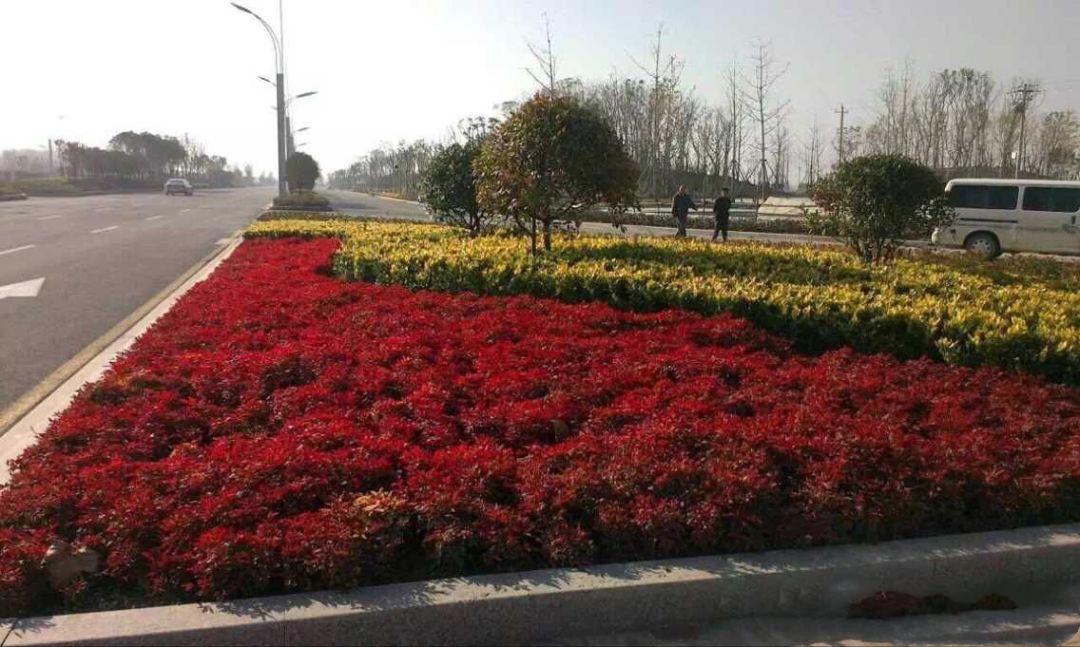 凌霜傲雪，夏透碧翠；近凝眸，紅光瀲艷，精神抖擻------火焰南天竹