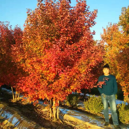 美國(guó)紅楓家族中的 “ 勞斯萊斯 ”______泰安東楓“叢生美國(guó)紅楓”