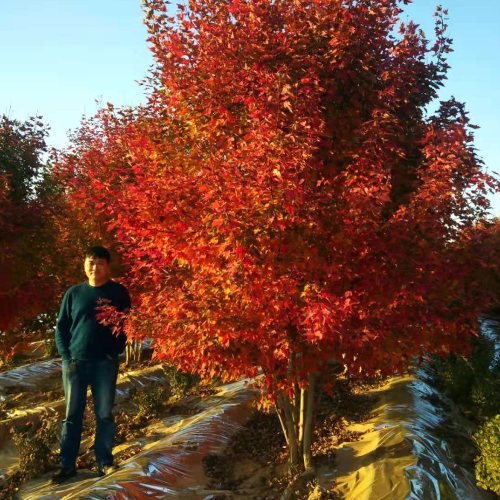 美國(guó)紅楓家族中的 “ 勞斯萊斯 ”______泰安東楓“叢生美國(guó)紅楓”