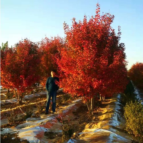叢生多桿苗木市場(chǎng)需求火爆，叢生紅點(diǎn)紅楓正在逐漸走俏……