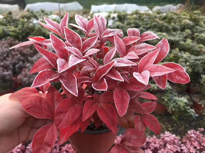 紅葉南天竹|火焰南天竹具備哪些觀特性？