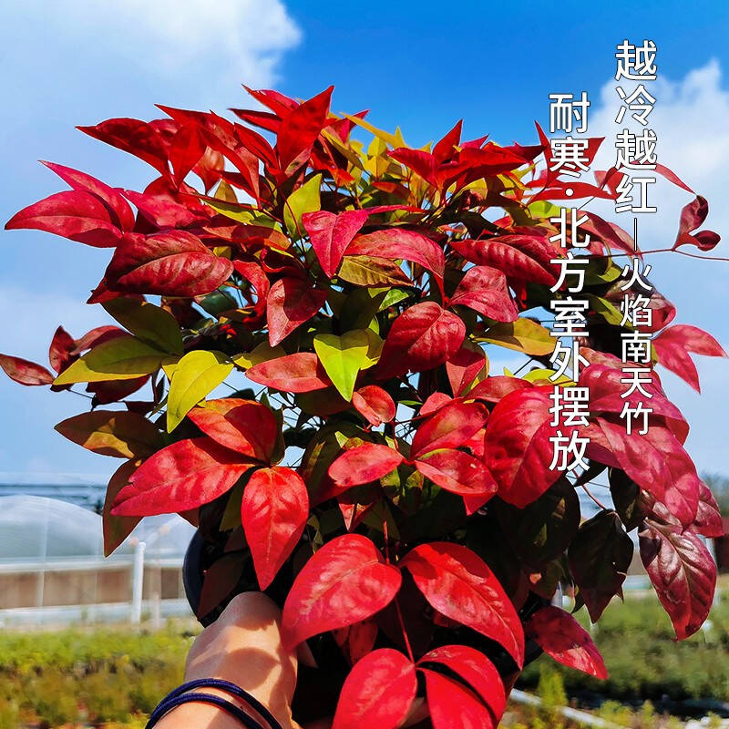 火焰南天竹——在冰冷的冬天，送你暖的色彩！