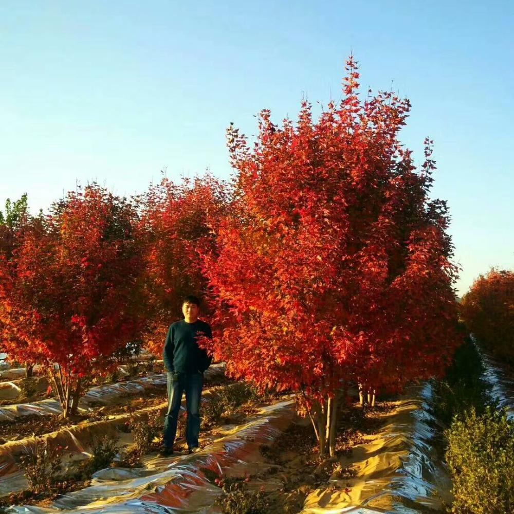 美國(guó)紅楓，在砥礪前行中預(yù)見未來(lái)