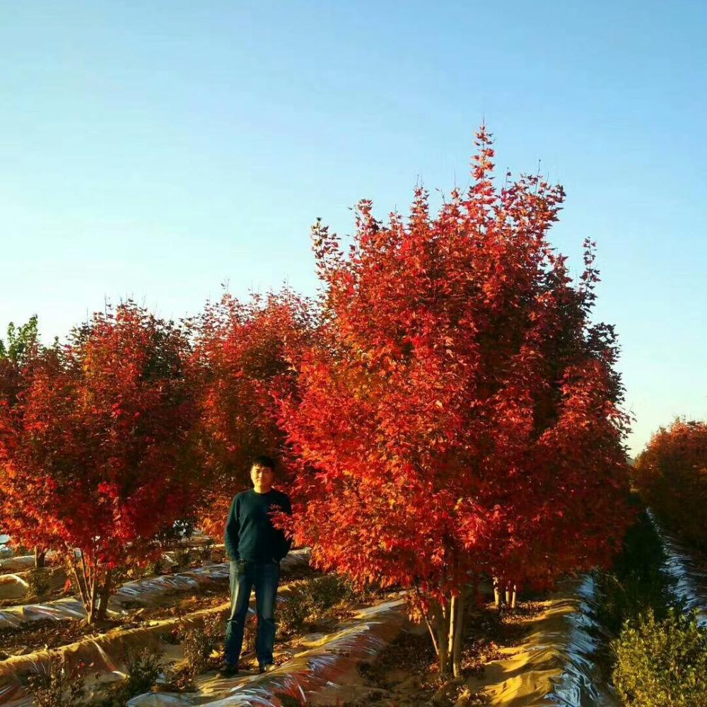 美國(guó)紅楓，在砥礪前行中預(yù)見未來(lái)